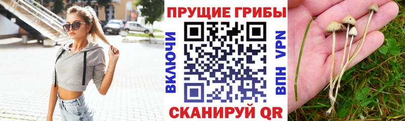 мега маркетплейс  Любим  Псилоцибиновые грибы прущие грибы 